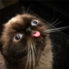 Gatinhos e filhotes engraçados 10