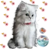kittens 24