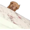 Filhotes fazendo coisas 21