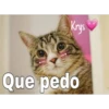 Gatitos ^~^ (by Krys) 25