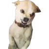 Filhotes fazendo coisas 22