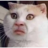 Gatinhos e filhotes engraçados 12