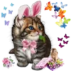 kittens 25