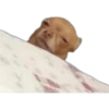 Filhotes fazendo coisas 27