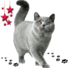 kittens 26