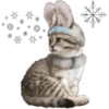 kittens 27