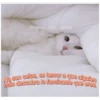 Animalitos 2 29