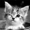 Gatos Gatos 29