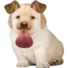 PERRITO PACK 8 20