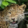 Jeje