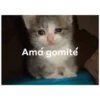 Amá gomité