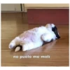 no puelo me moli