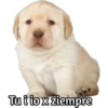 Perrito 6