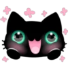 Black cat 11