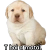 Perrito 7