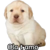 Perrito 10