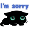 Black cat 17