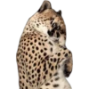 Стесняется