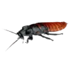 Cockroach 5