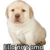Perrito 11