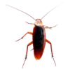 Cockroach 6