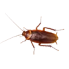 Cockroach 7