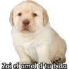 Zoi el amol d tu bida
