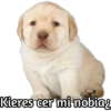 Kieres cer mi nobiaz