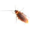 Cockroach 8
