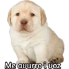 Me auurro i voz