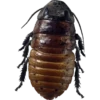 Cockroach 9