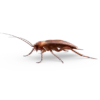 Cockroach 10