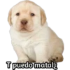 Perrito 15