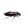 Cockroach 11