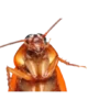 Cockroach 12