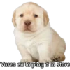 Perrito 17