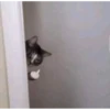 gatos xd 14