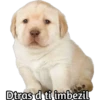 Dtras d ti imbezil