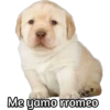 Perrito 20