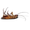 Cockroach 14