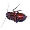 Cockroach 15