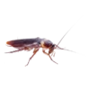 Cockroach 16