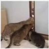 gatos y de más... 5