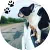 Sweet Dogs 5
