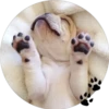 Sweet Dogs 6