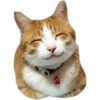 Cat expressions 5
