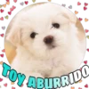 Perritos tiernos 5