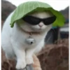 Classicats 5
