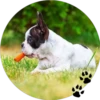Sweet Dogs 7