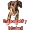 Los Perritos dicen 5